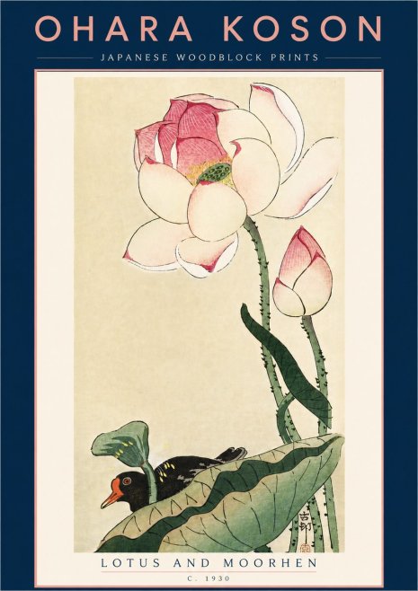 Ohara Koson Lotus and Moorhen No5 - Juliste