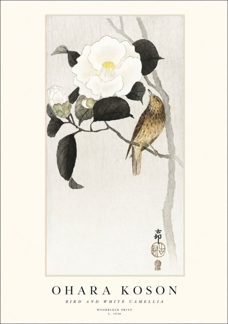 Ohara Koson Bird and White Camellia No1 - Juliste