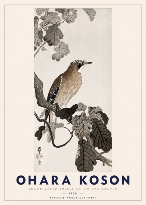 Ohara Koson Brown-eared Bulbul on an Oak Branch No3 - Juliste