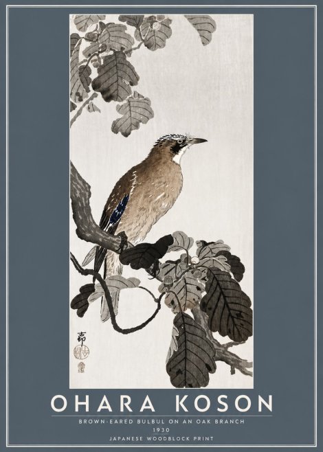 Ohara Koson Brown-eared Bulbul on an Oak Branch No5 - Juliste