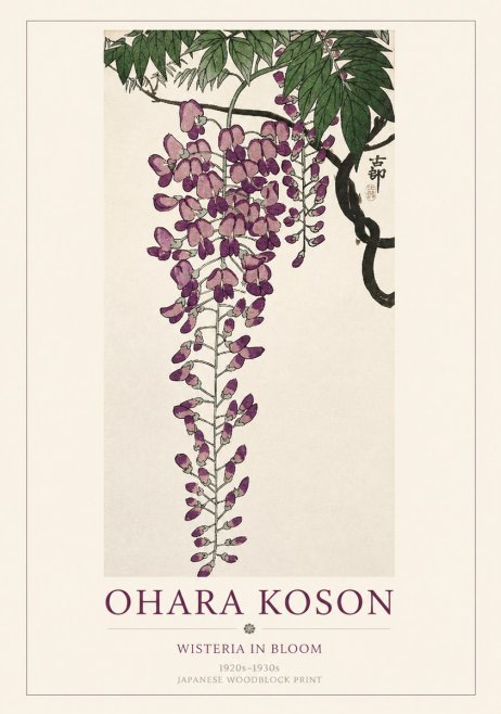 Ohara Koson Wisteria in Bloom No1 - Juliste