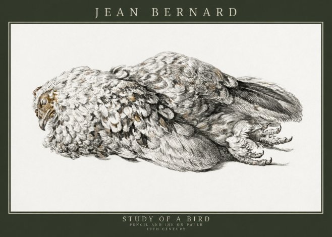 Jean Bernard Study of a Bird I No3 - Juliste