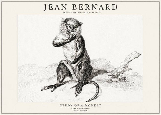 Jean Bernard Study of a Monkey No3 - Juliste