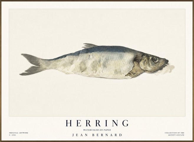 Jean Bernard Herring No1 - Juliste