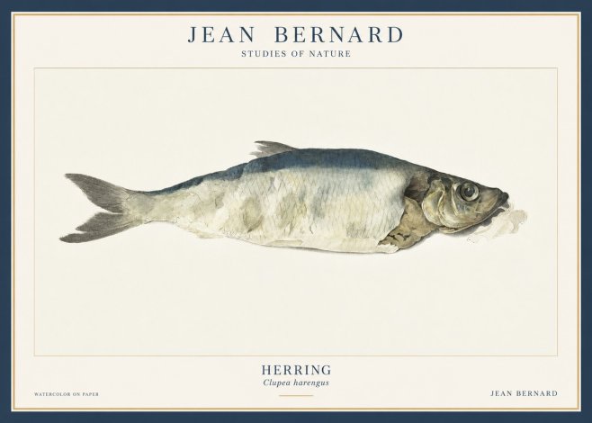 Jean Bernard Herring No3 - Juliste