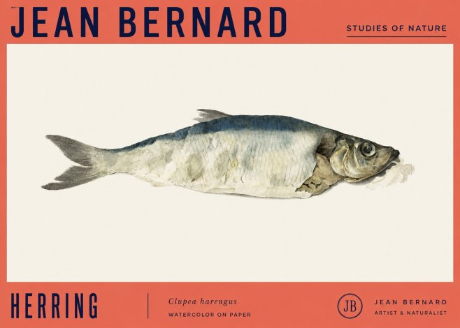 Jean Bernard Herring No4 - Juliste