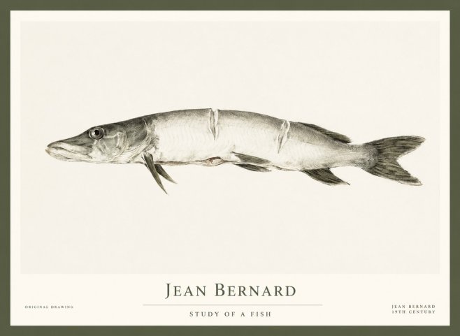 Jean Bernard Study of a Fish II No1 - Juliste