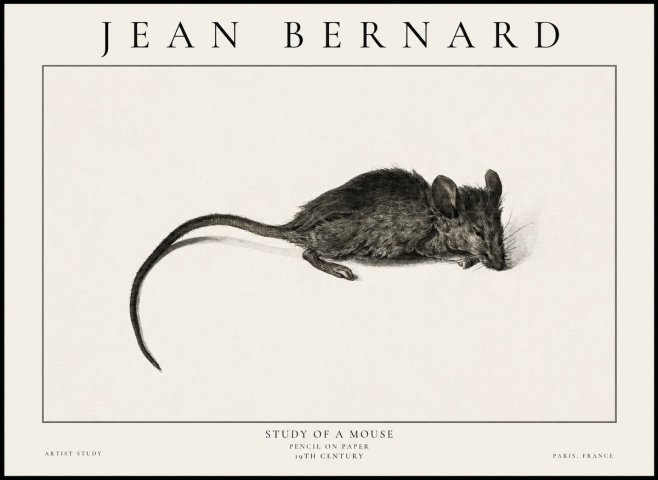 Jean Bernard Study of a Mouse I No6 - Juliste