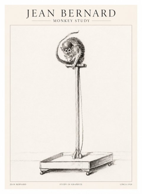 Jean Bernard Monkey Study No1 - Juliste