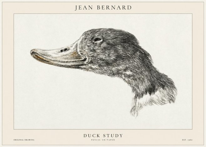 Jean Bernard Study of a Duck No2 - Juliste