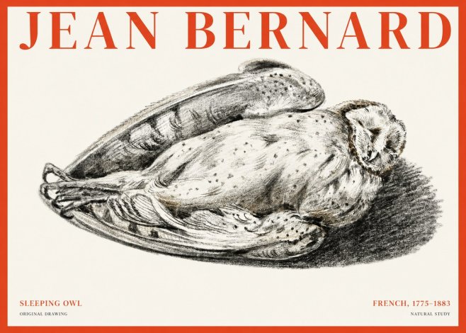Jean Bernard Sleeping Owl No1 - Juliste