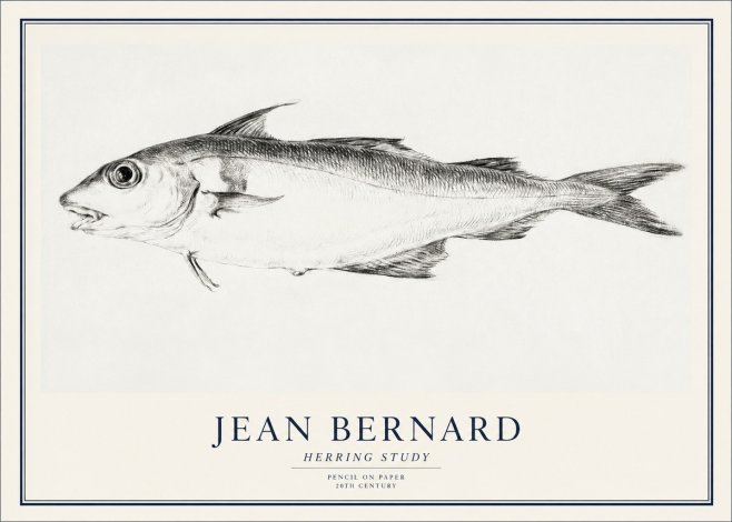 Jean Bernard Herring Study No1 - Juliste