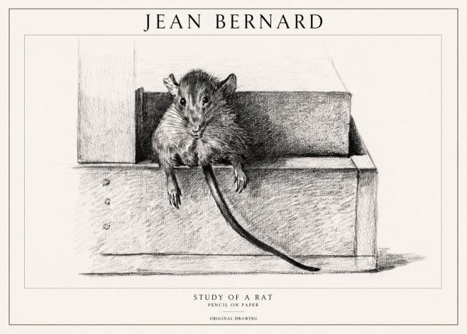 Jean Bernard Study of a Rat I No1 - Juliste