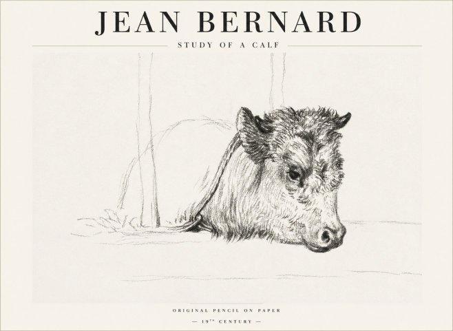 Jean Bernard Study of a Calf I No1 - Juliste