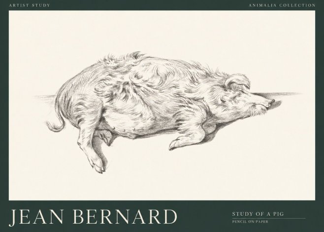 Jean Bernard Study of a Pig I No1 - Juliste