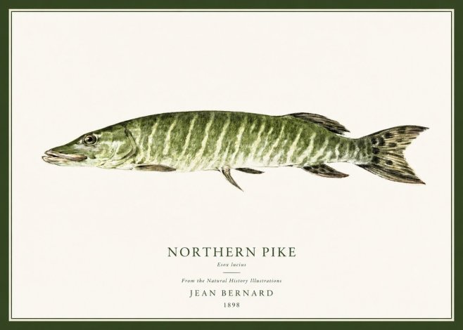 Jean Bernard Northern Pike No1 - Juliste