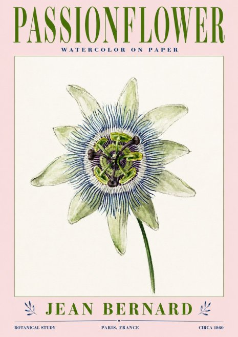 Jean Bernard Passionflower No3 - Juliste