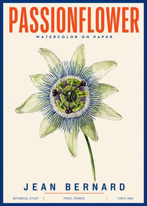Jean Bernard Passionflower No4 - Juliste