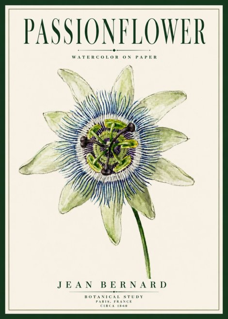 Jean Bernard Passionflower No5 - Juliste
