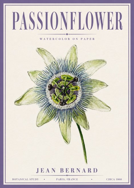 Jean Bernard Passionflower No6 - Juliste