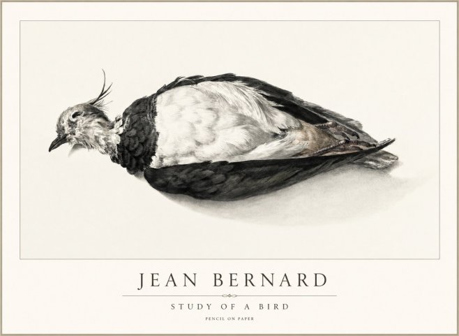 Jean Bernard Study of a Bird II No2 - Juliste