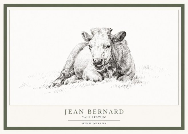 Jean Bernard Calf Resting No1 - Juliste