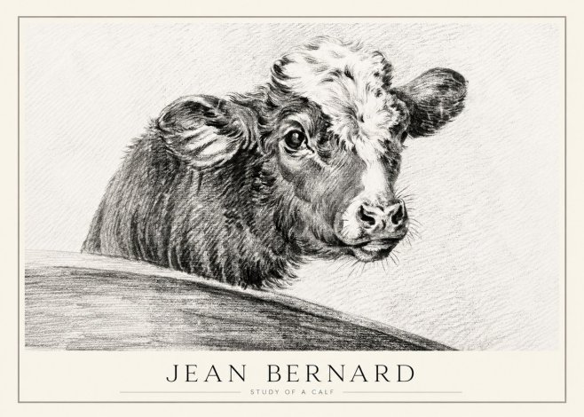 Jean Bernard Study of a Calf II No1 - Juliste