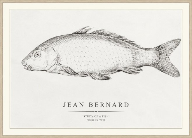 Jean Bernard Study of a Fish III No1 - Juliste