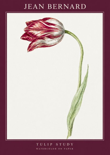 Jean Bernard Tulip Study No2 - Juliste