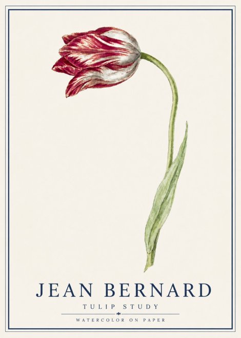Jean Bernard Tulip Study No5 - Juliste
