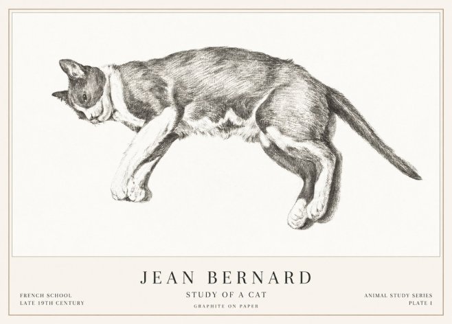 Jean Bernard Cat Study VII No3 - Juliste