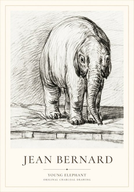 Jean Bernard Young Elephant No1 - Juliste