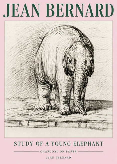 Jean Bernard Young Elephant No5 - Juliste