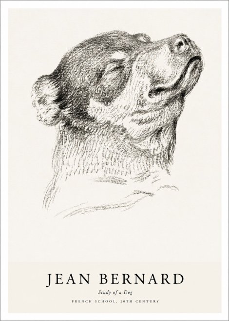 Jean Bernard Study of a Dog III No1 - Juliste
