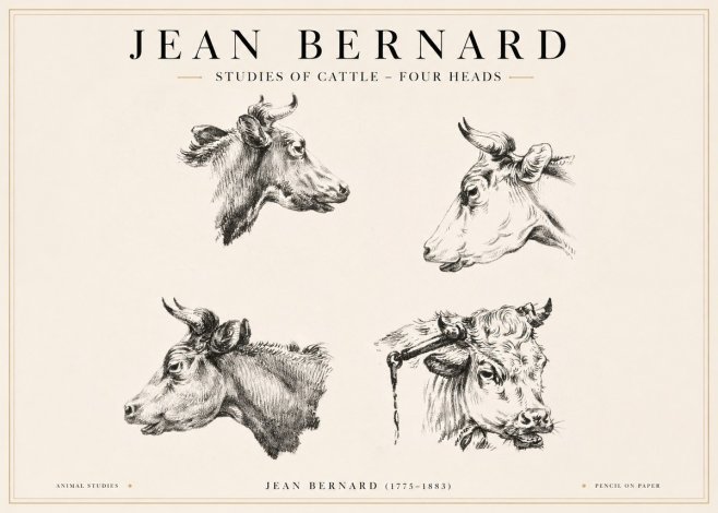 Jean Bernard Studies of Cattle - Four Heads No1 - Juliste