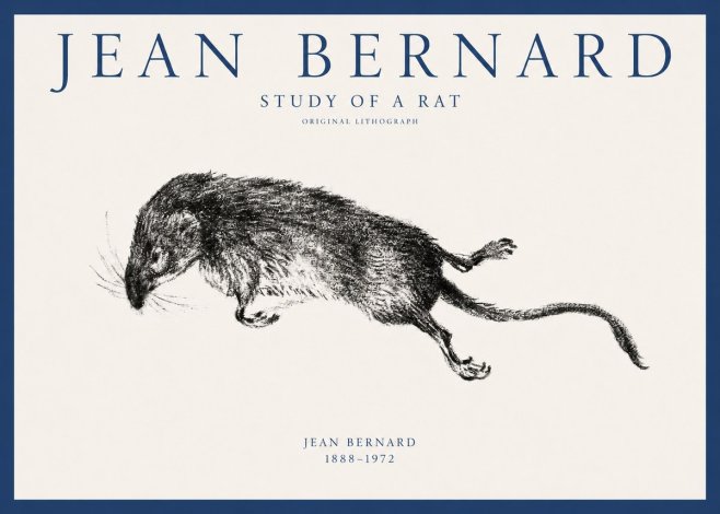 Jean Bernard Study of a Rat II No1 - Juliste