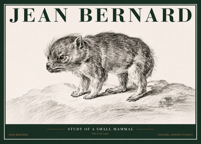 Jean Bernard Study of a Small Mammal No2 - Juliste