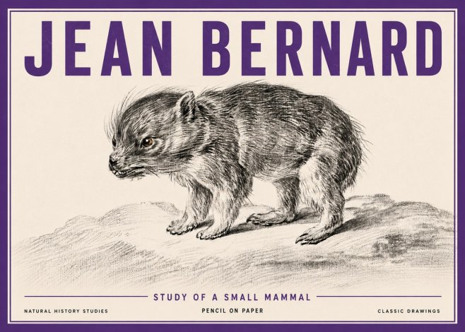 Jean Bernard Study of a Small Mammal No5 - Juliste