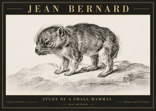 Jean Bernard Study of a Small Mammal No6 - Juliste