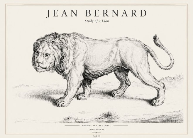 Jean Bernard Study of a Lion II No1 - Juliste