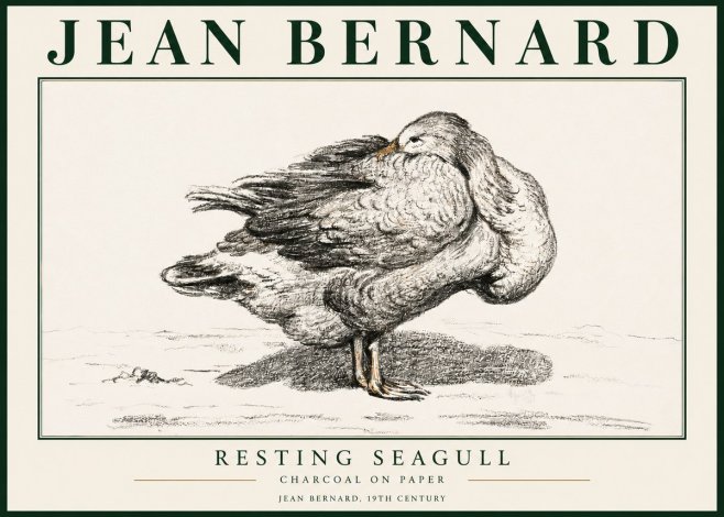 Jean Bernard Resting Seagull No3 - Juliste