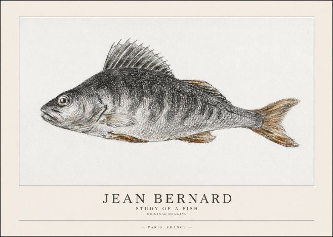 Jean Bernard Study of a Fish IV No1 - Juliste
