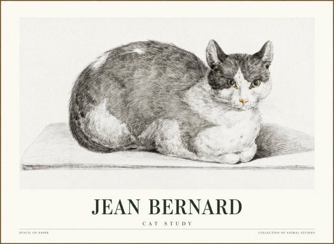 Jean Bernard Cat Study XI No1 - Juliste