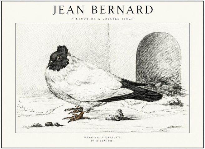 Jean Bernard A Study of a Crested Finch No1 - Juliste