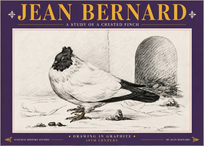 Jean Bernard A Study of a Crested Finch No5 - Juliste