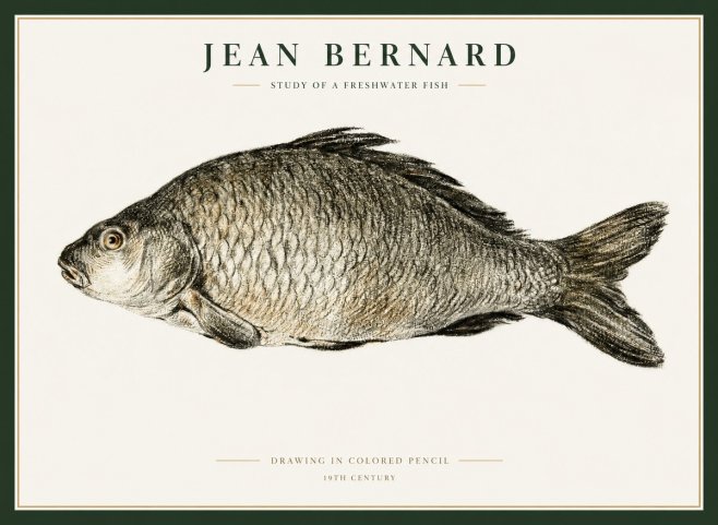 Jean Bernard Study of a Freshwater Fish No1 - Juliste