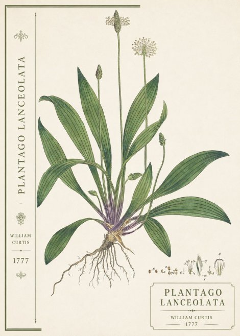 William Curtis Plantago Lanceolata III No2 - Juliste