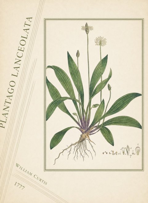 William Curtis Plantago Lanceolata III No4 - Juliste