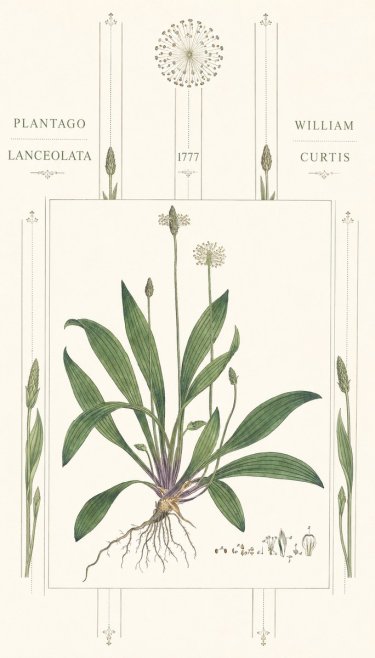 William Curtis Plantago Lanceolata III No6 - Juliste