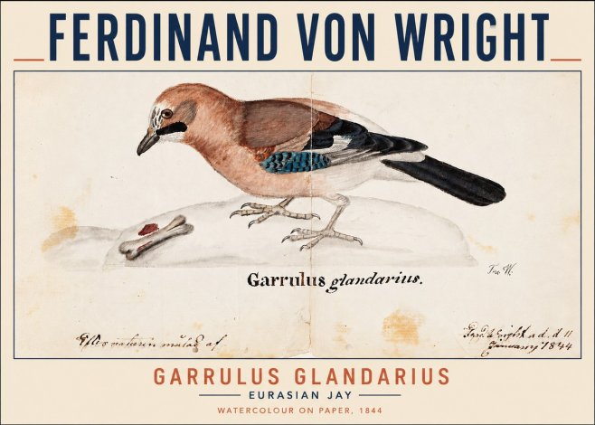 Ferdinand von Wright Garrulus Glandarius No3 - Juliste